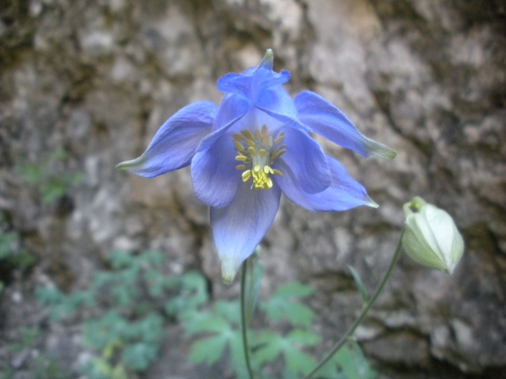 Aquilegia champagnatii / Aquilegia di Champagnat